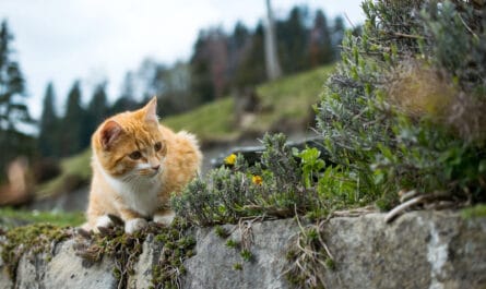 empecher-chat-faire-besoins-jardin