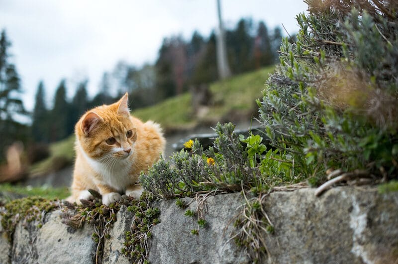 Dressage de Chat : l’empêcher de faire ses besoins dans le jardin