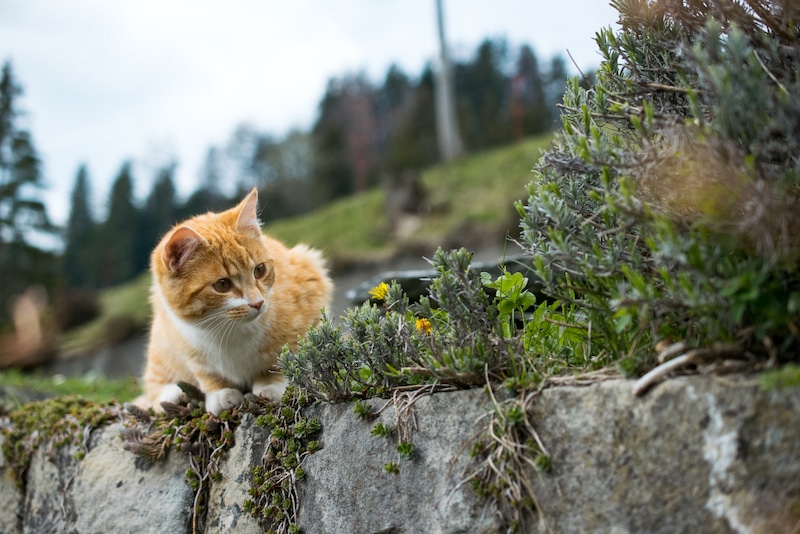 empecher-chat-faire-besoins-jardin