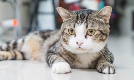chat perdu