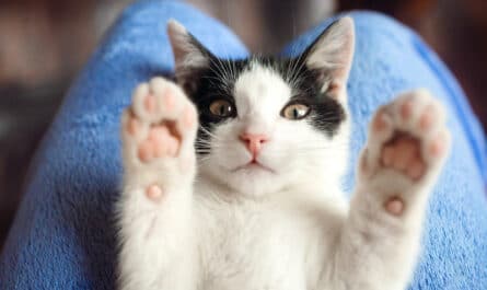 enlever tique chat
