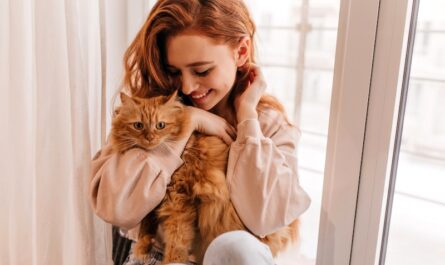 miaulement chat