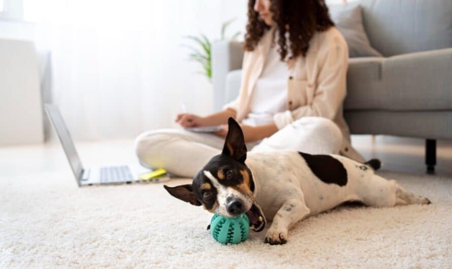 Mutuelle Vétérinaire : Mieux protéger ses animaux de compagnie