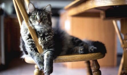 assurance pour chat