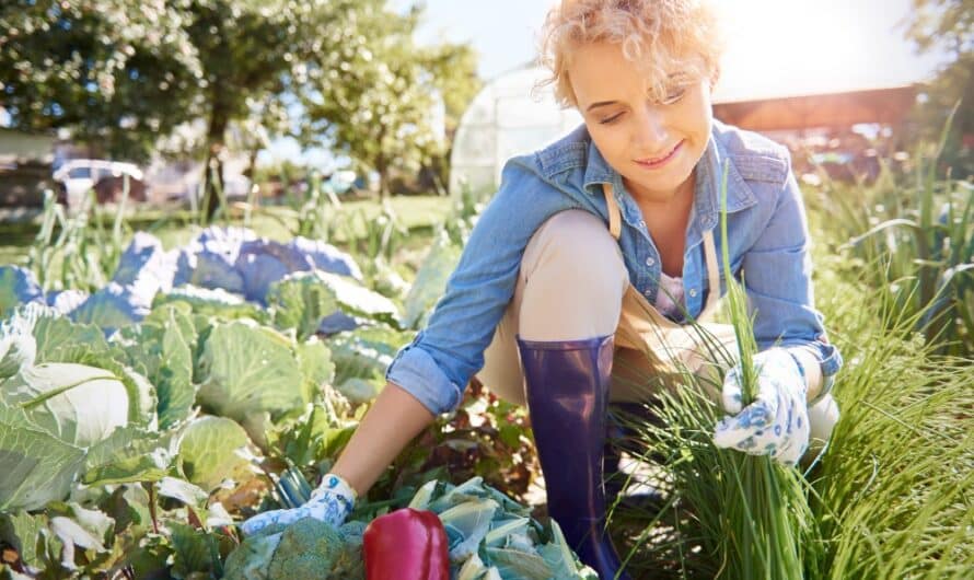 Potager bio : qu’est-ce que c’est ?