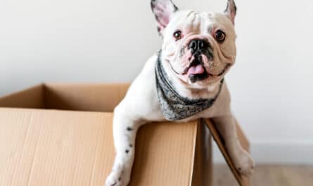 assurance pour animaux