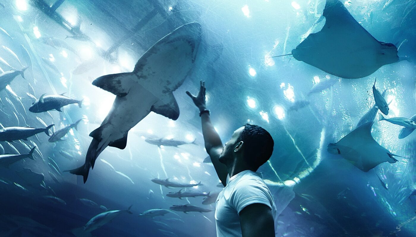 dubai requin