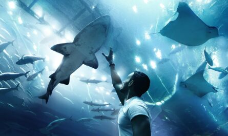 dubai requin