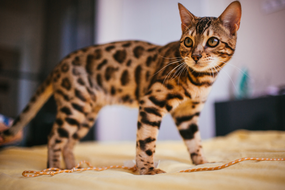 Chaton du Bengal 