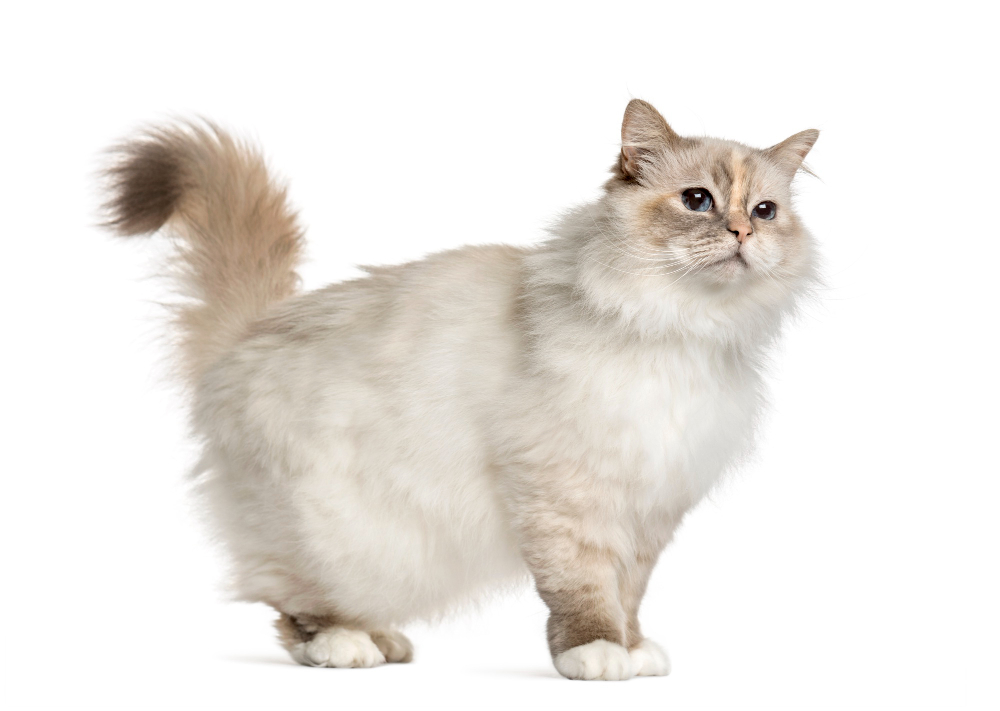 chat Birman 