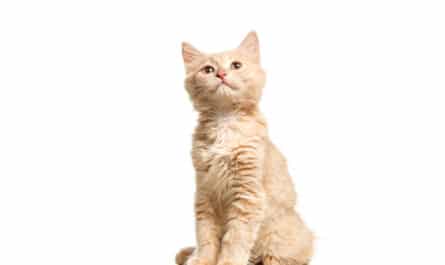 chaton mignon
