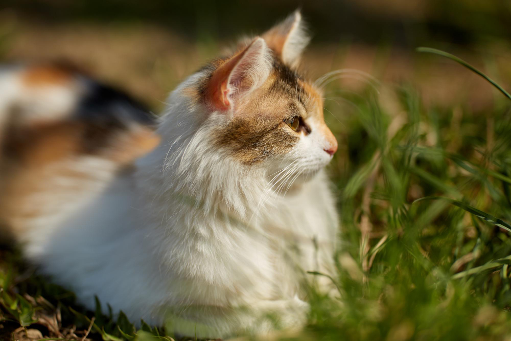 chaton norvégien