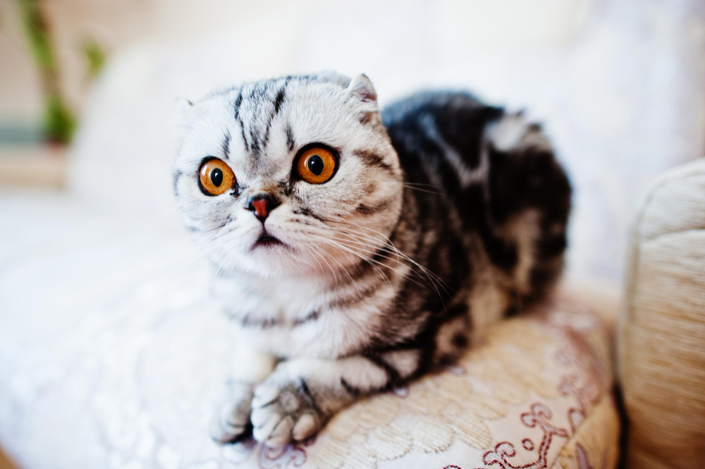 chaton Scottish fold