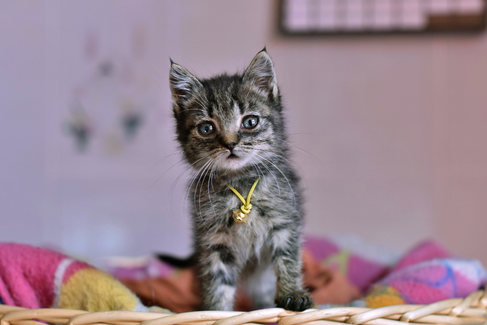 chaton British Shorthair 