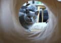 chat mignon