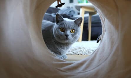 chat mignon