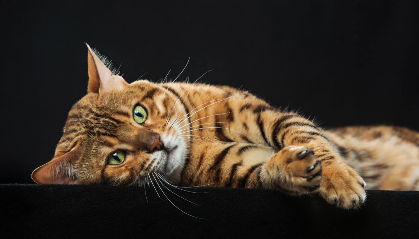 Chat Bengal