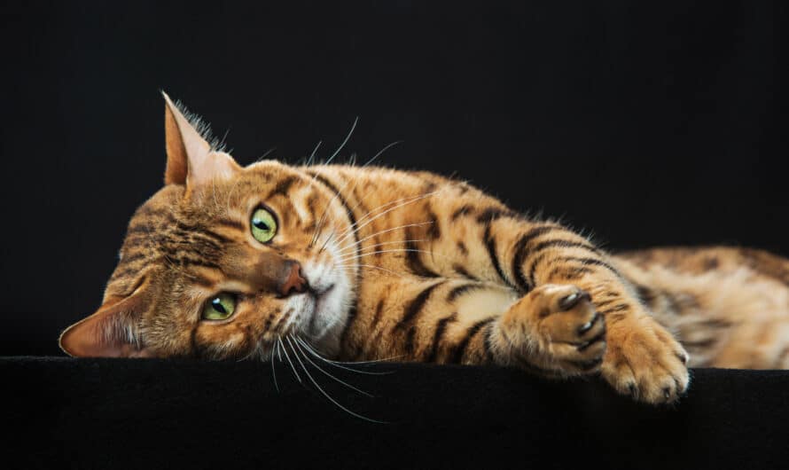 Le chat Bengal est-il dangereux ?