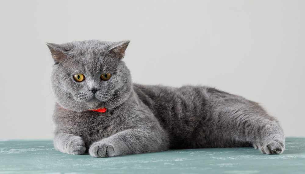 chat British shorthair