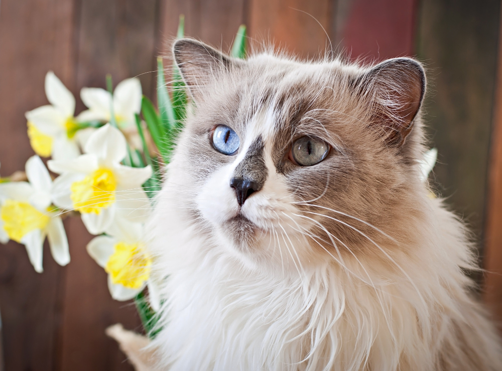 chaton Ragdoll 