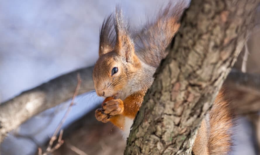 Que mange un écureuil ? Et quels aliments éviter ?