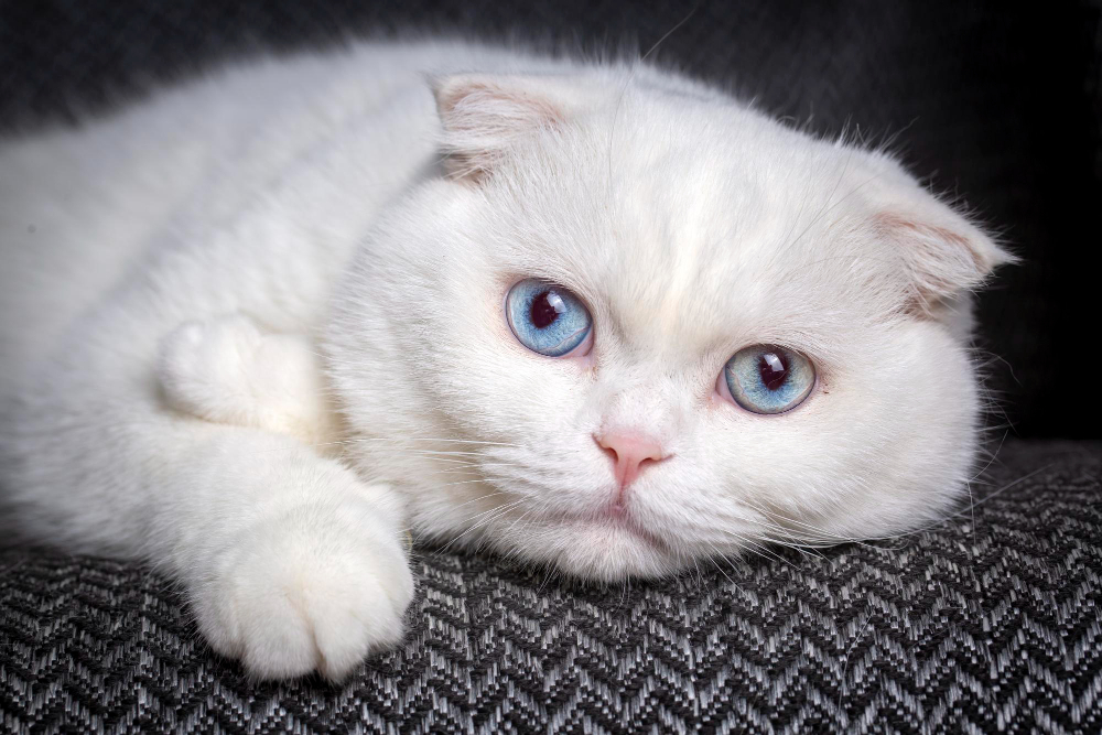 chat Scottish fold 