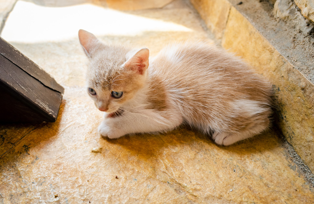 chaton Siamois 